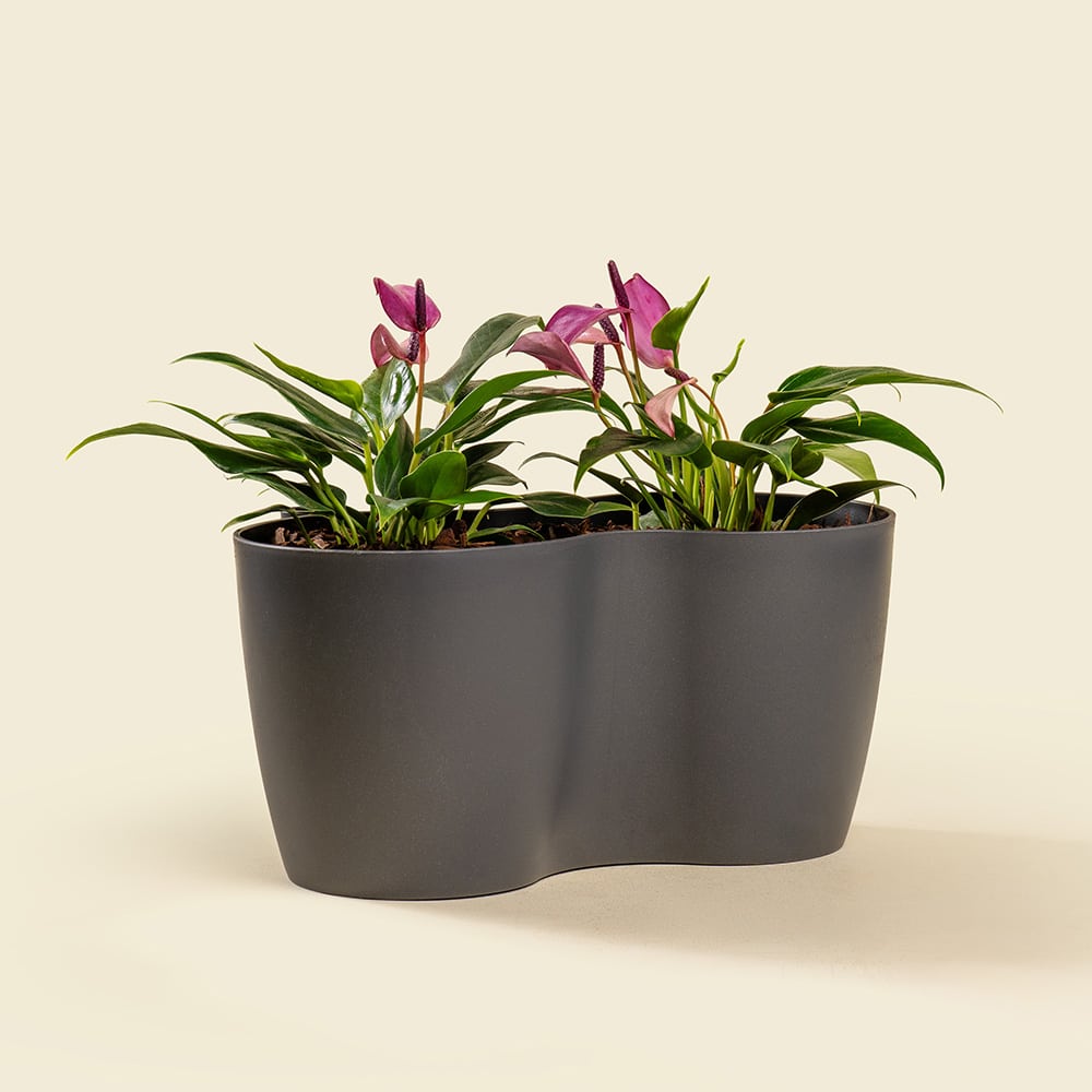 5 Anthurium Plant – Elegant Indoor Flowering Plant with Heart-Shaped Blooms