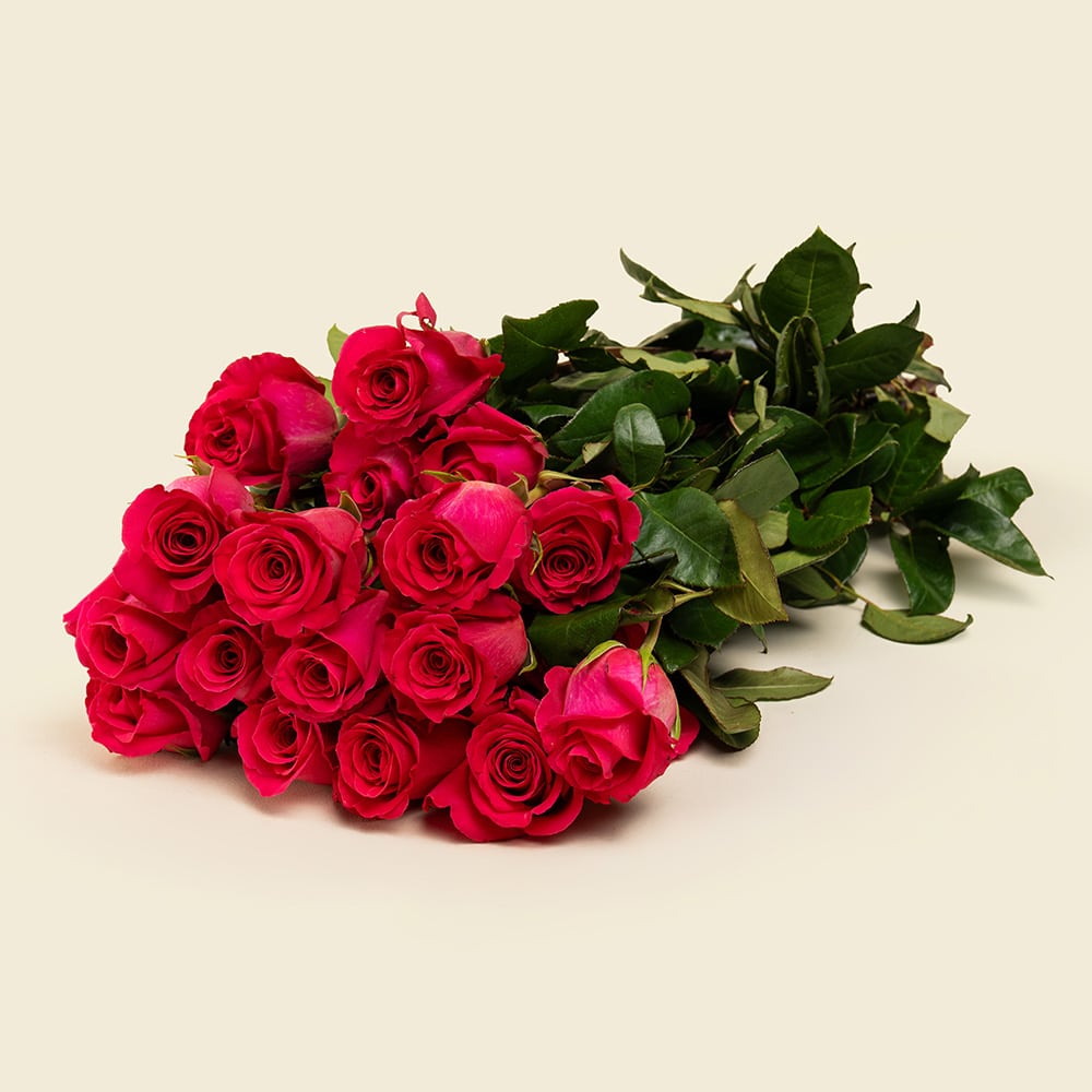 Preserved Roses for All Occasions 4 25 Deep Pink Roses Bunch