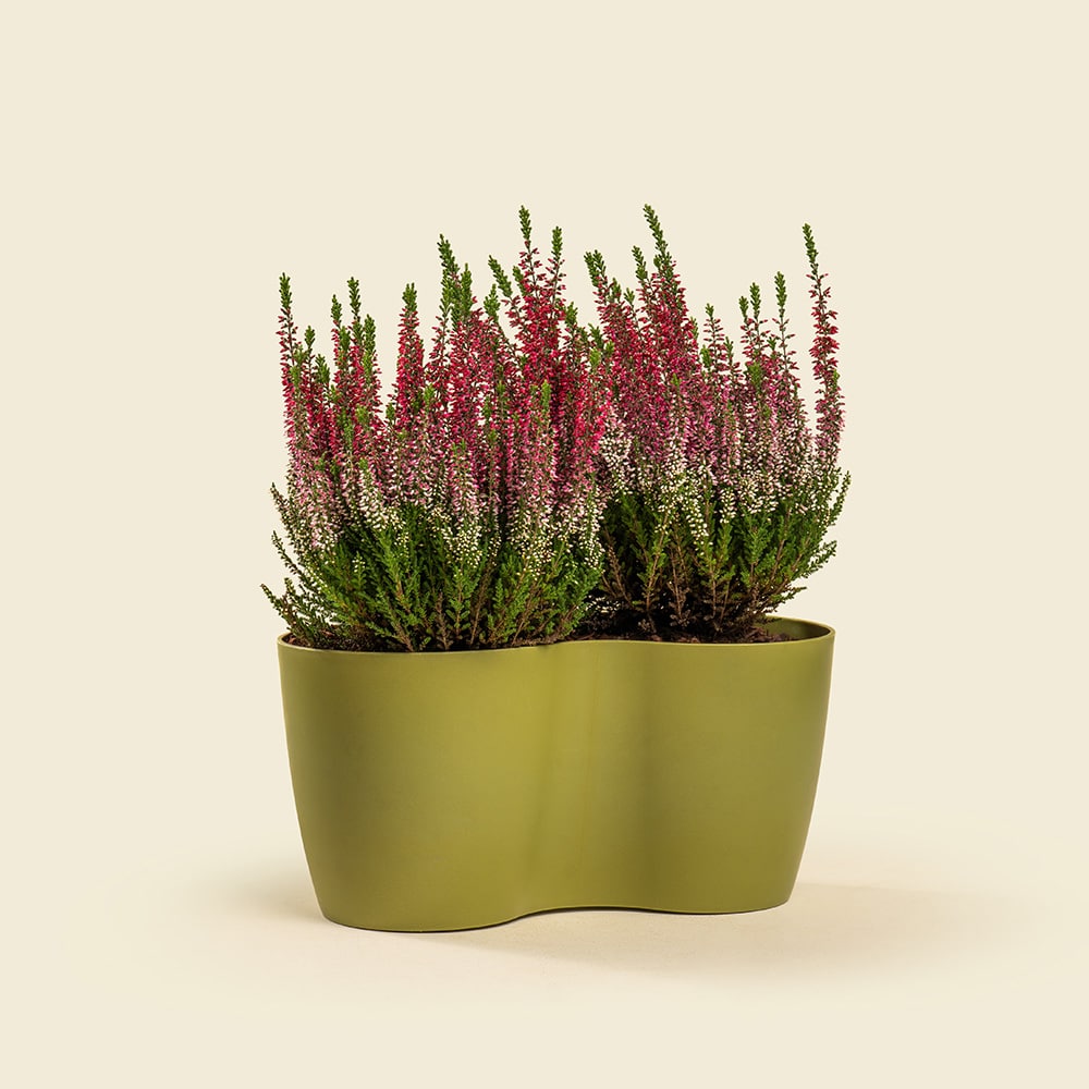 Calluna Plant (Heather Plant) in Qatar | Plaza Hollandi