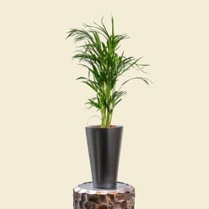 Dypsis Lutescens in Silver Grey Plastic Planter