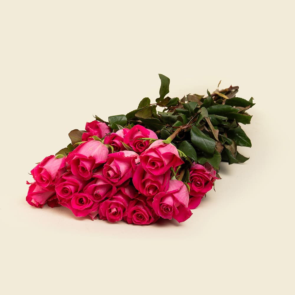 8 25 Fuchsia Roses Bunch