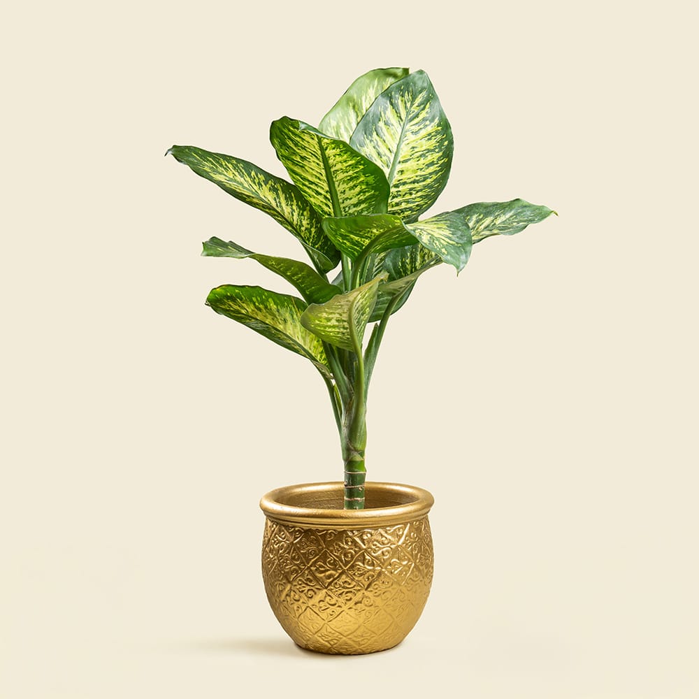 Amazing tulip meanings 14 Dieffenbachia with Gold Ceramic Pot