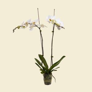 white-phalaenopsis-orchid-plant-without-pot