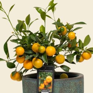 February Flower Guide in Qatar: Colours, Moods & Meanings