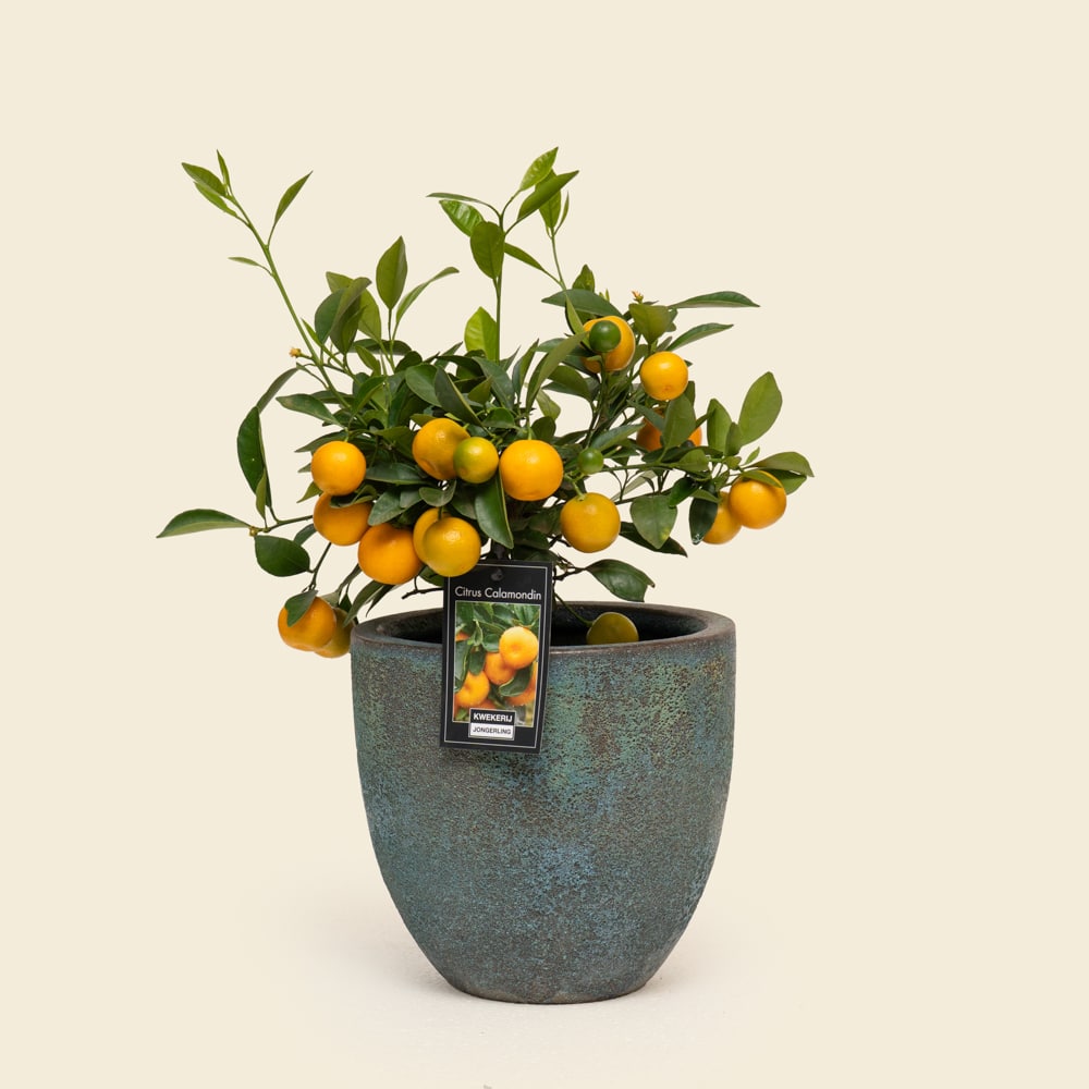 Mini Citrus Tree in Ceramic Planter in Qatar | Plaza Hollandi