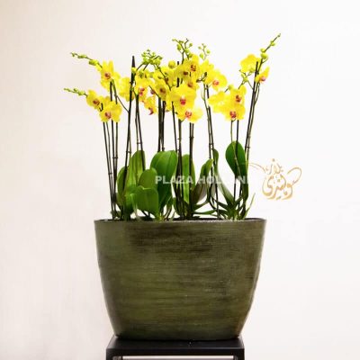 Yellow orchid plants in a large pot