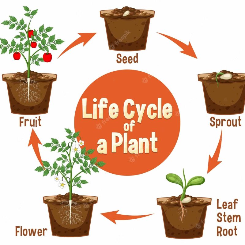 Life cycle of plant plants life cycle