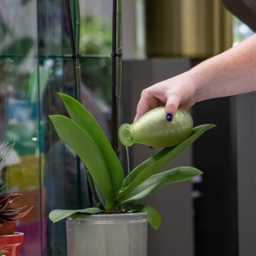 watering an orchid plant