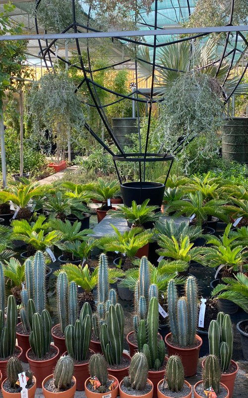 Plaza Hollandi Garden centre with cactus and cycas